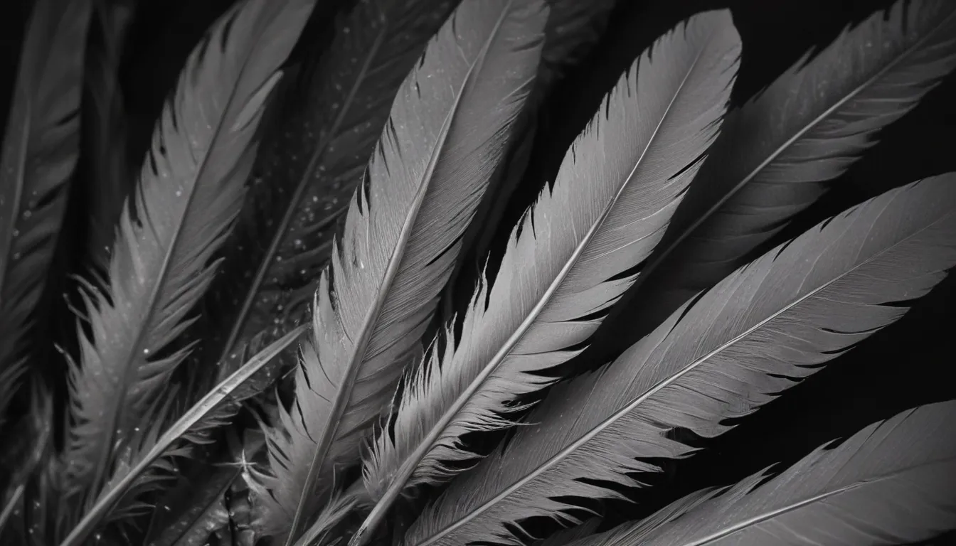 Grey and Black Feather Meaning: Spiritual Significance