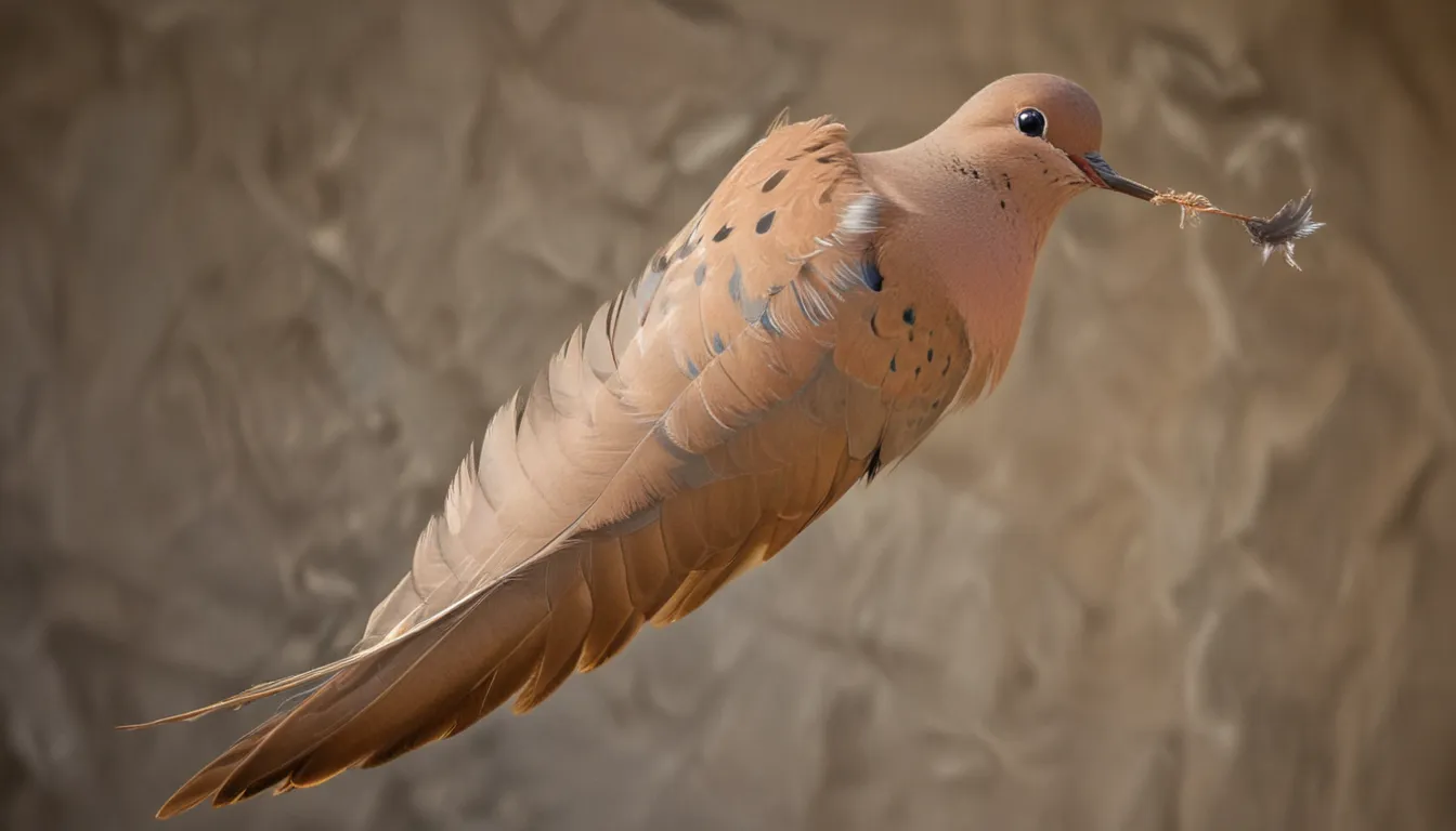 Mourning Dove Feather Spiritual Meaning: An In-Depth Guide