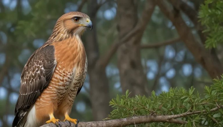 Red-shouldered Hawk Spiritual Meaning: A Comprehensive Guide