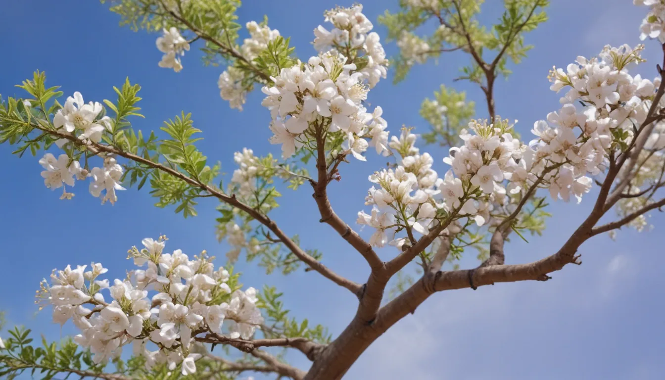 Sophora Japonica Flower Spiritual Meaning: A Comprehensive Guide