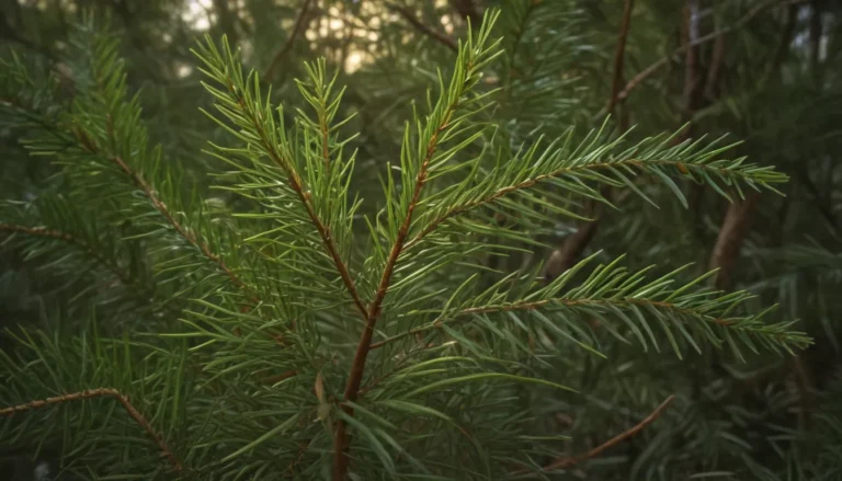 The Spiritual Meaning of Pine Needles: A Comprehensive Guide