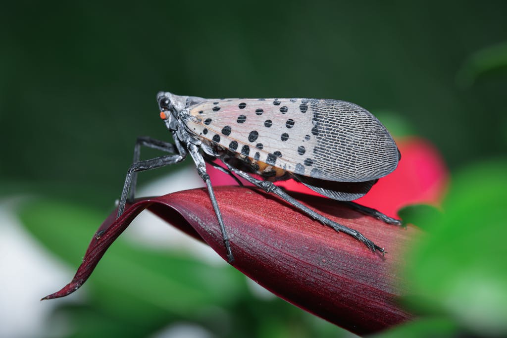 Close up of Spotted Lanternfly