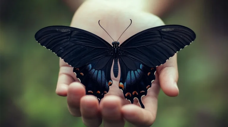 Spiritual Meaning of Black Butterflies: Unveiling the Mystery