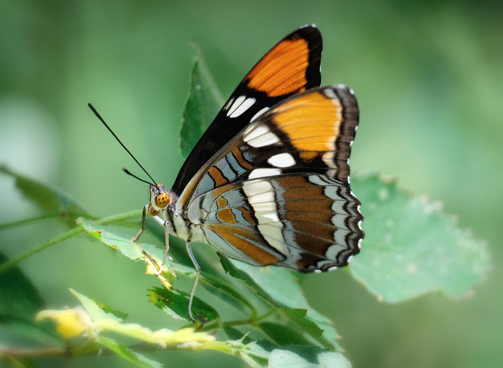 California Sister Butterfly