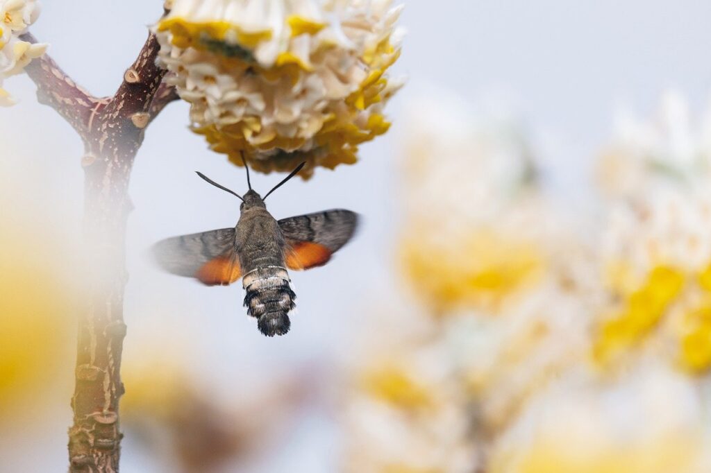 hummingbird hawk moth, motte, blossom