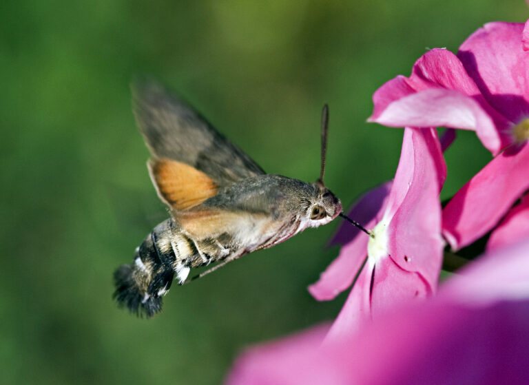 The Spiritual Meaning of Hummingbird Moths: Nature’s Mystical Messengers