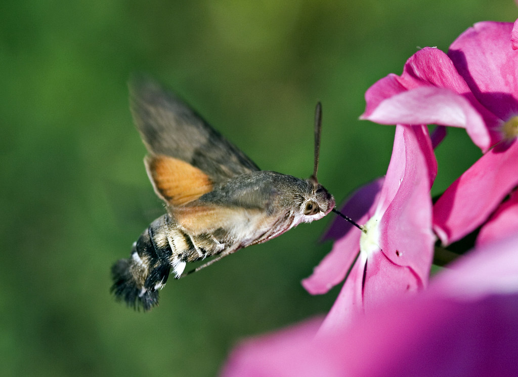 Hummingbird hawk-moth