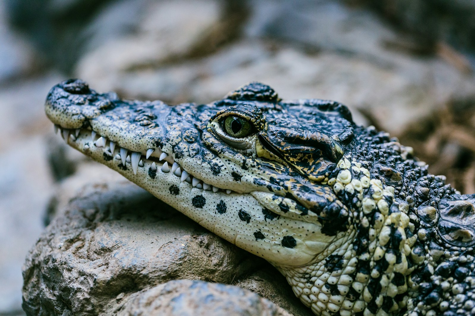 selective focus photography black and white alligator