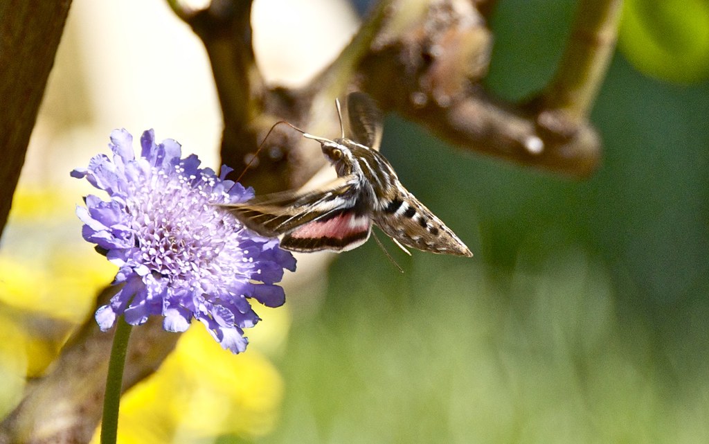 Hummingbird hawk-moth