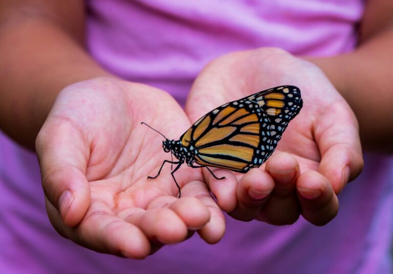 The Spiritual Meaning of a Monarch Butterfly: A Journey of Transformation