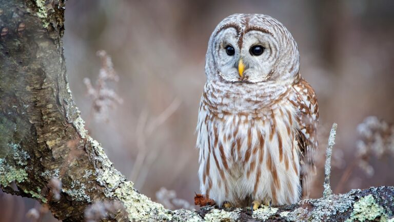 Spiritual Meaning of Barred Owl: Wisdom in the Night