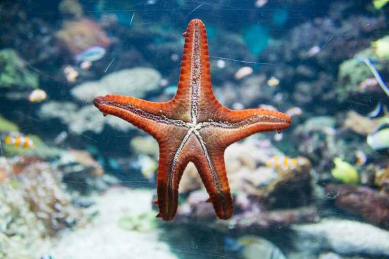 Spiritual Meaning of a Starfish: Unveiling Ocean’s Hidden Wisdom