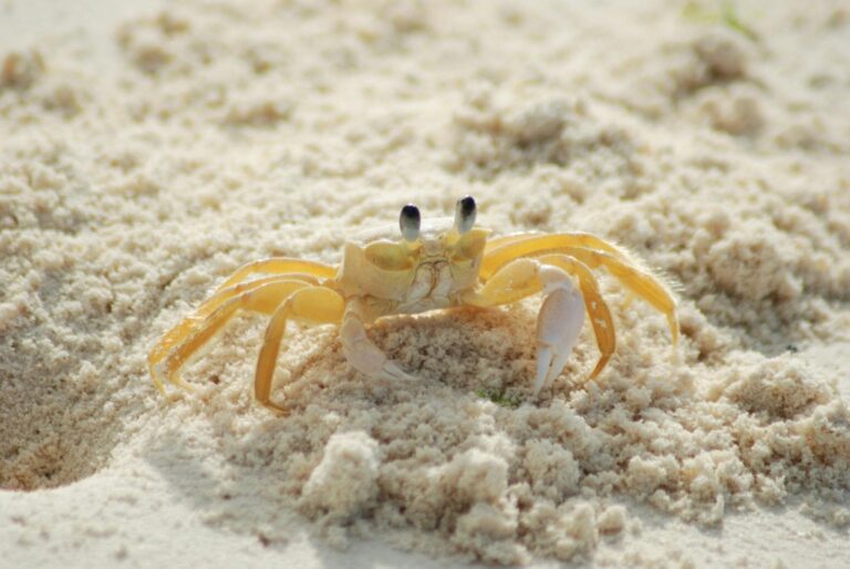 What is the Spiritual Meaning of a Crab?