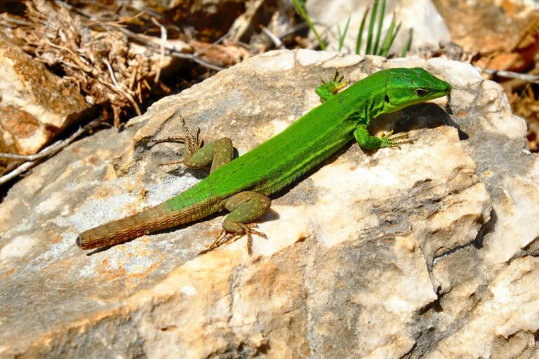 Lizard in Dream Spiritual Meaning