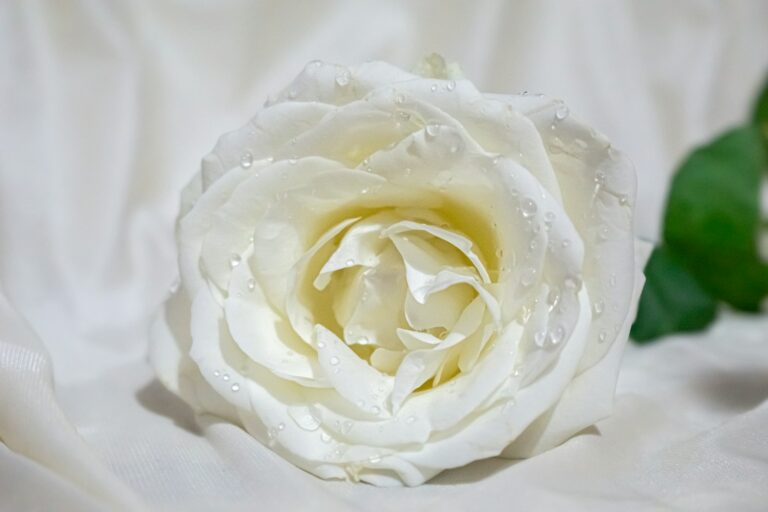 Spiritual Meaning of White Roses