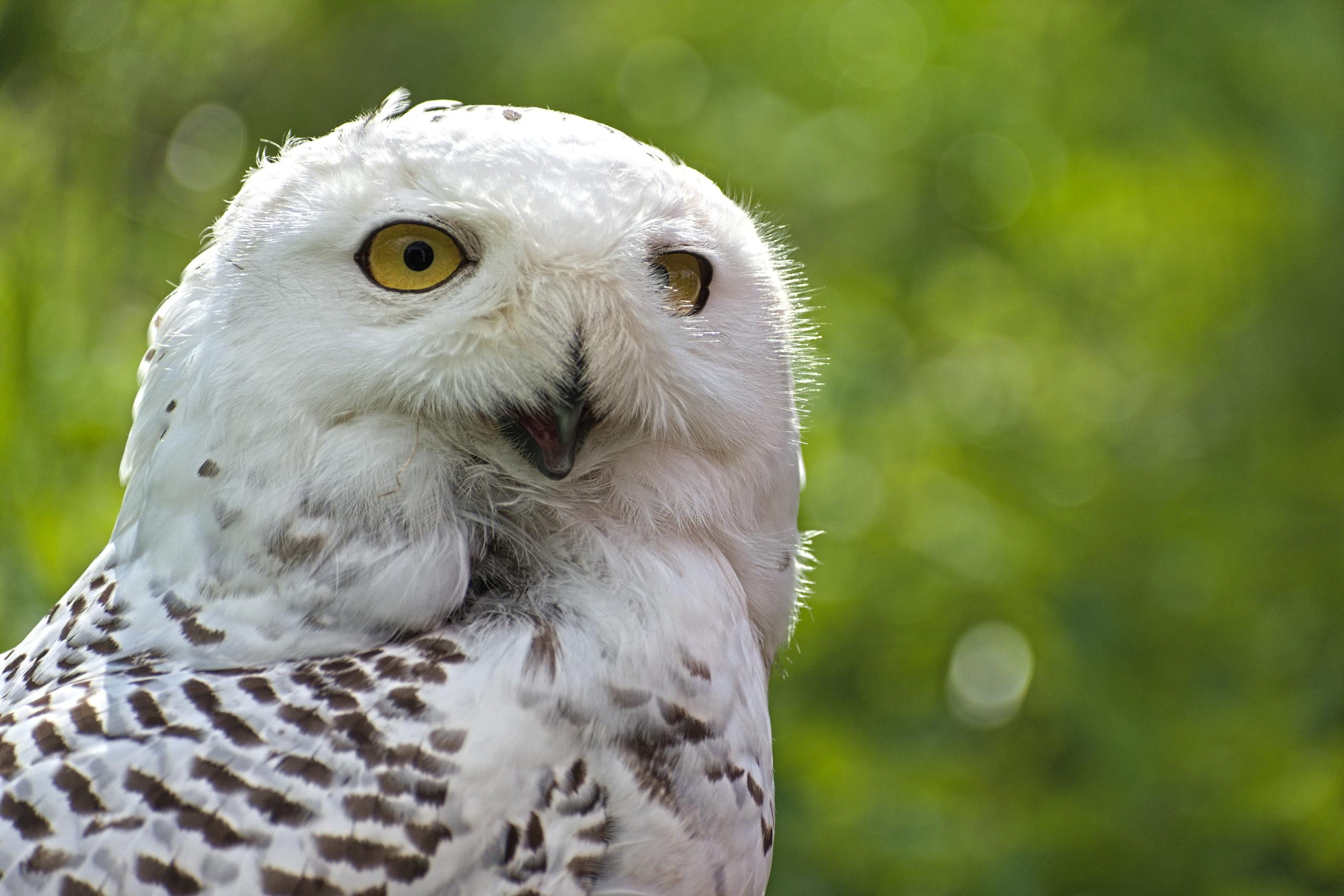 Closeup of a White Owl against Blurred Tree Background