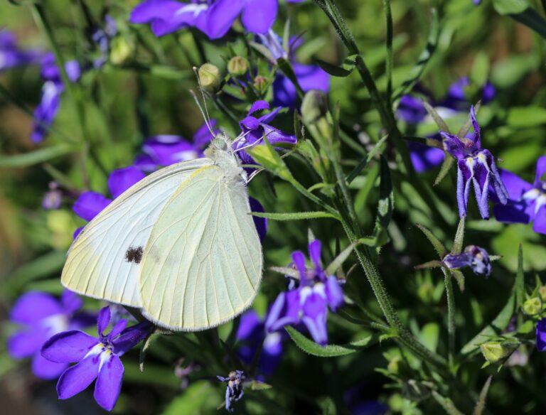 The Spiritual Meaning of a White Butterfly: An In-Depth Guide