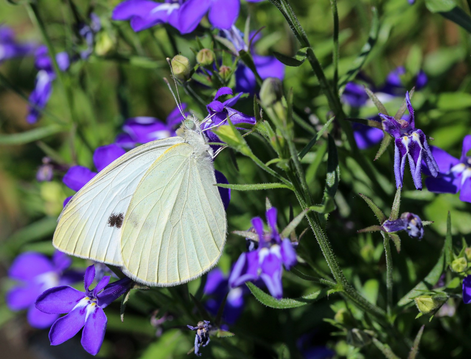 white butterfly perched on purple flower in close up photography during daytime