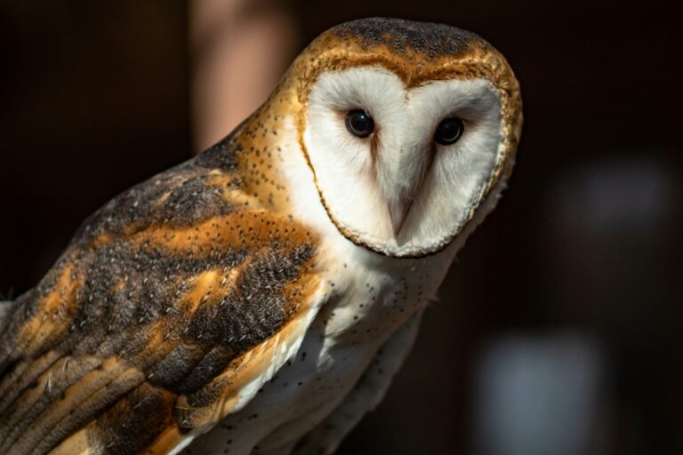 Spiritual Meaning of Barn Owl: Nature’s Ethereal Guardian