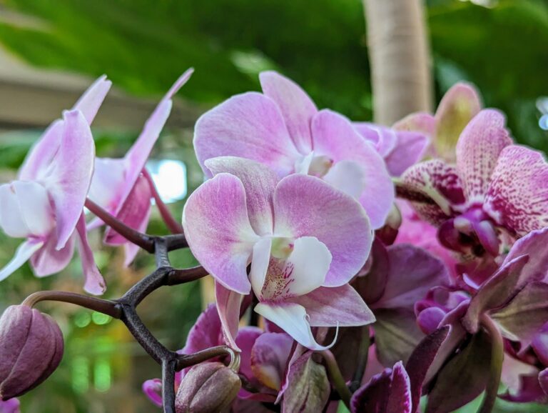 The Spiritual Meaning of an Orchid