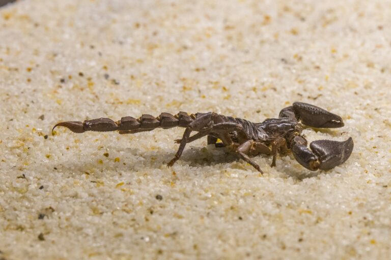 Scorpion in Dream Spiritual Meaning