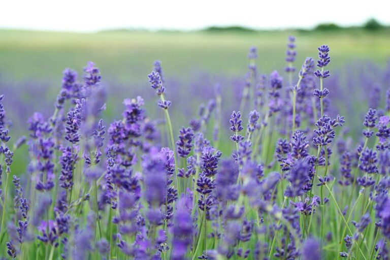 The Spiritual Meaning of Smelling Lavender