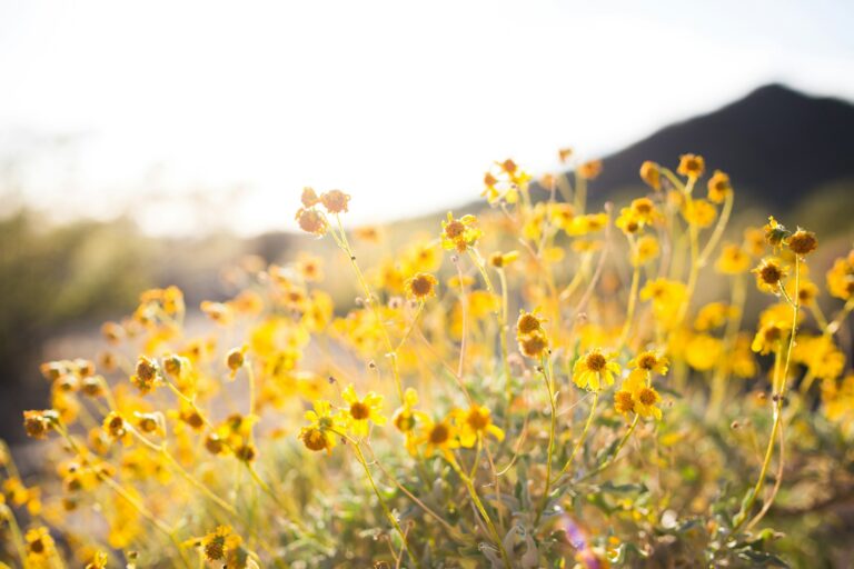 Spiritual Meaning of Yellow Flowers