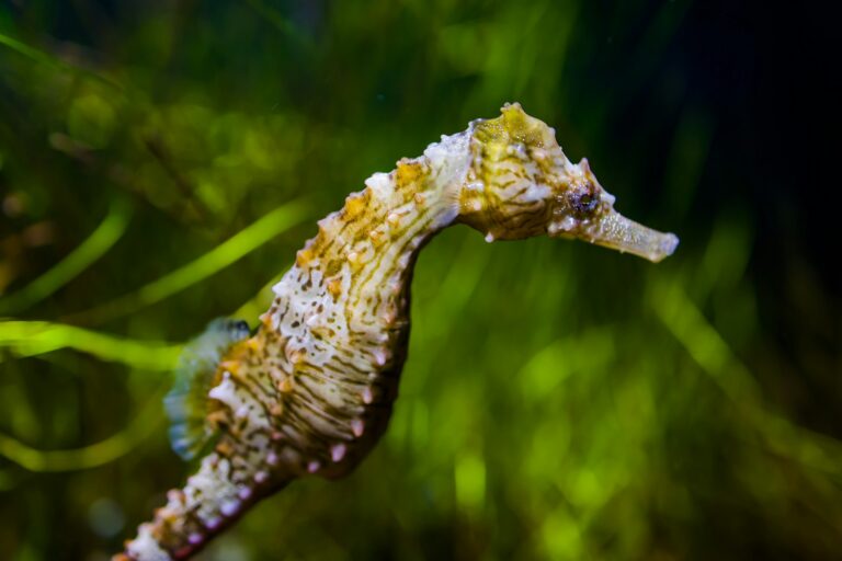 Spiritual Meaning of a Seahorse