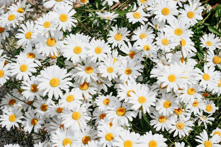 The Spiritual Meaning of a Daisy: Nature’s Symbol of Innocence and New Beginnings