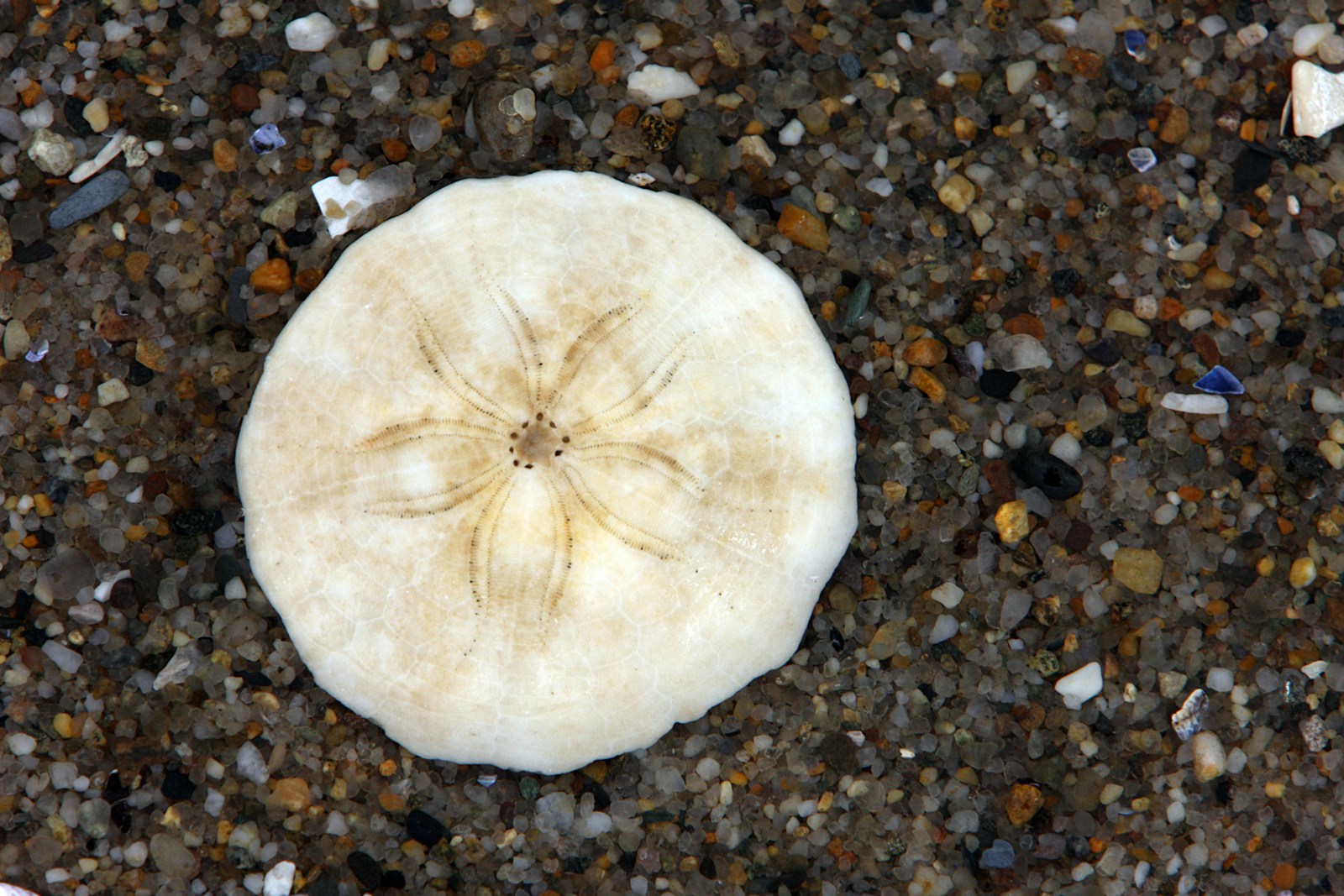 a white sand dollar laying on top of a sandy beach