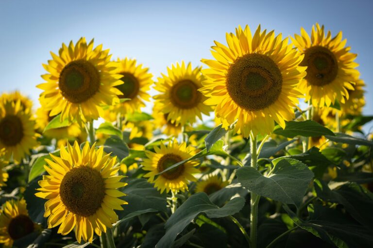 Spiritual Meaning of Sunflowers