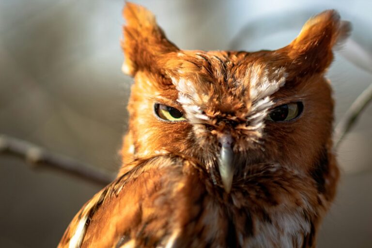 The Spiritual Meaning of the Screech Owl: Nature’s Mysterious Messenger