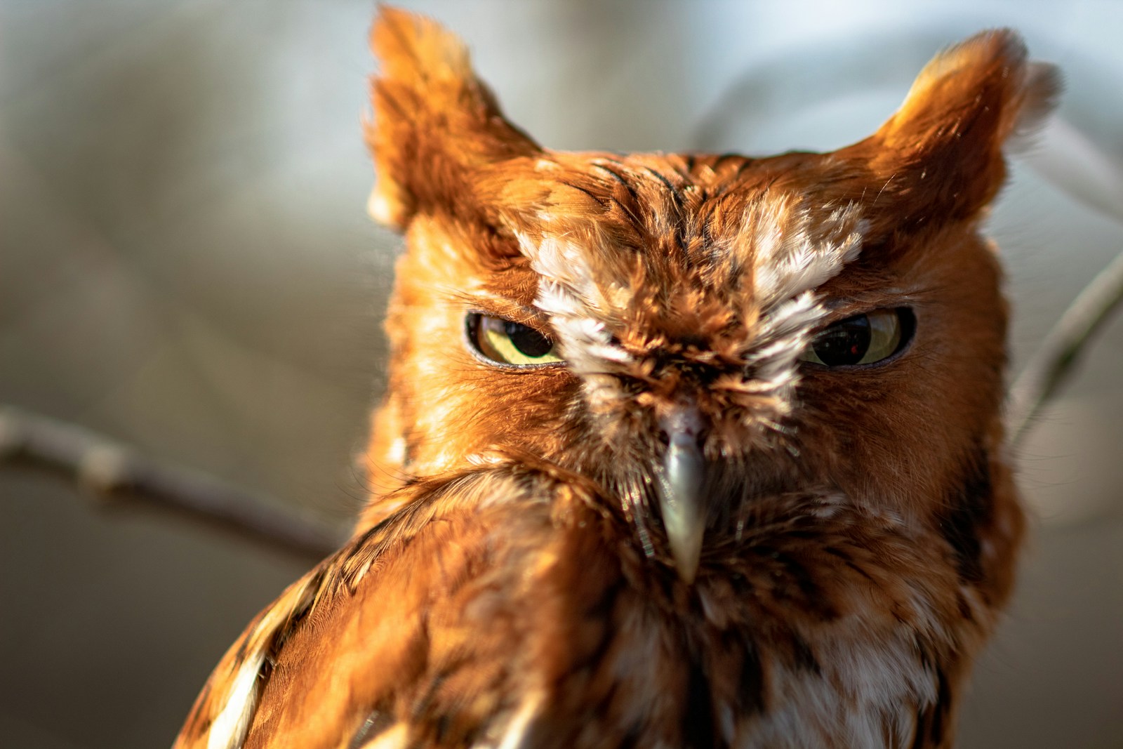 The Spiritual Meaning of the Screech Owl: Nature's Mysterious Messenger ...