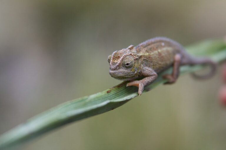 Spiritual Meaning of Chameleon in Dreams